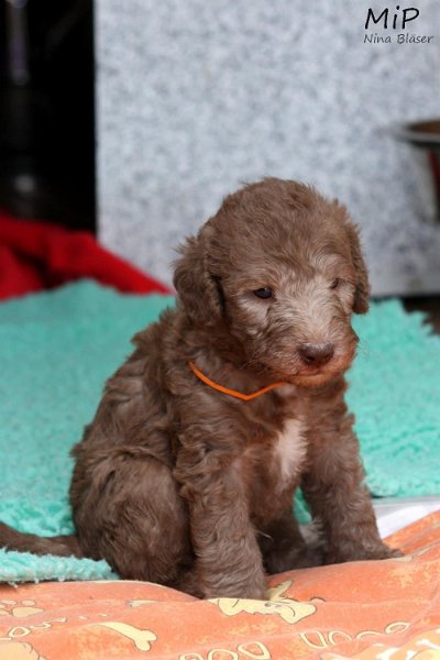 2011-05-28 Puppies Candy & Svet (1).jpg